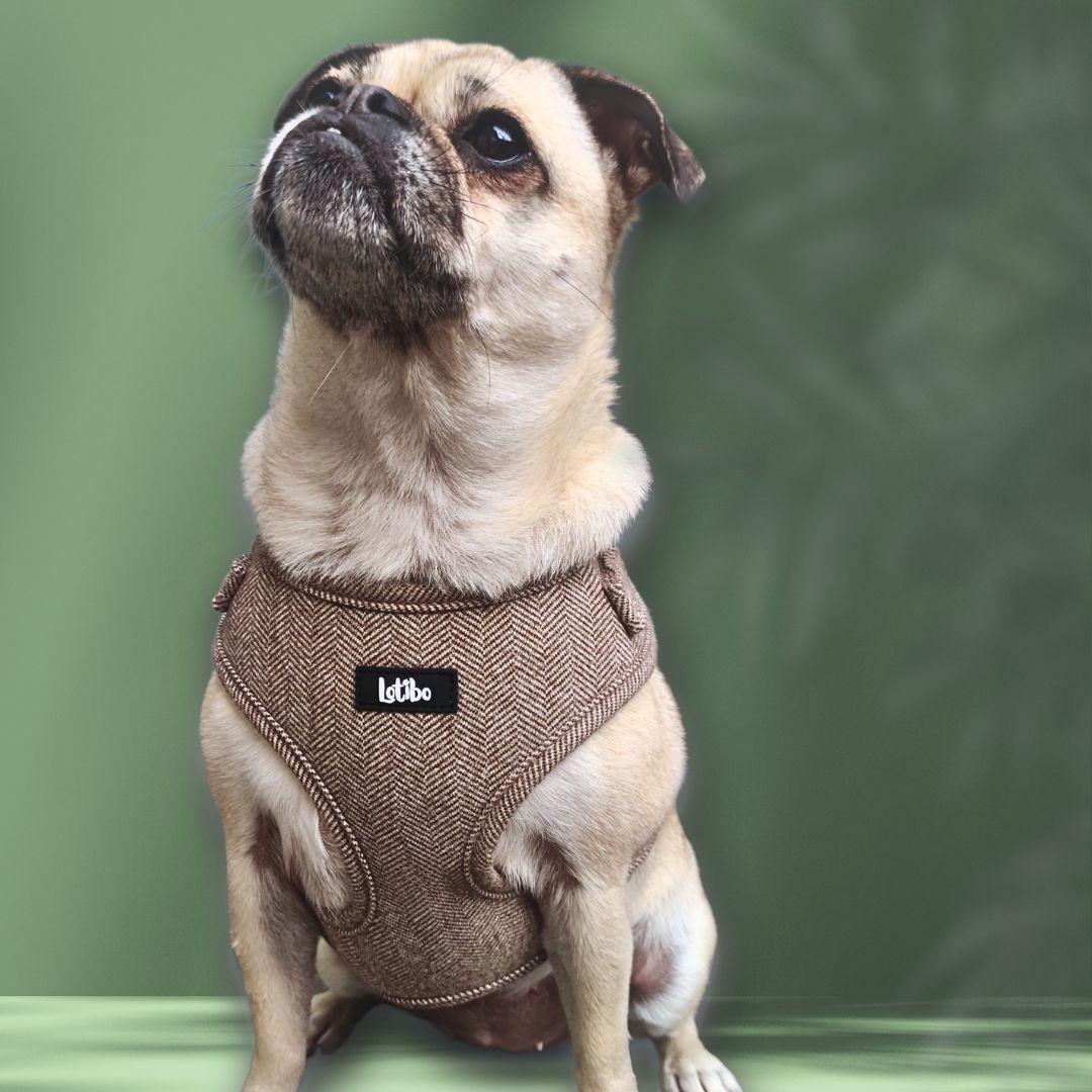 Brown Tweed Harness