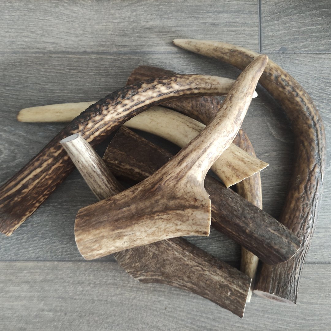 Natural Antler Dog Chew